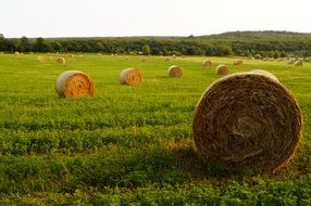 straw bales on the meadow