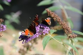 peacock butterfly on Lilac