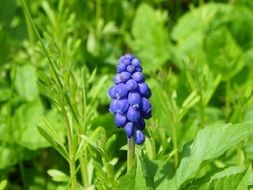 growing blue in a meadow