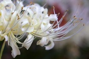 long stamens of white bud
