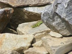 lizard in the sun