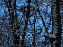 snowy branches of the forest trees at night