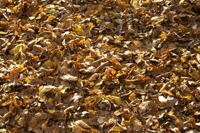 Dry golden leafs autumn croatia nature park