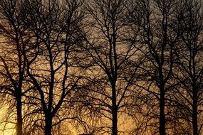 black trees on the alley in autumn