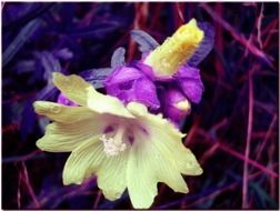 closeup picture of purple pink and yellow blossom flower