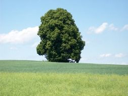 lonely green fluffy tree in the meadow