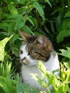 domestic cat in garden herbs