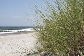 Picture of grass on a beach