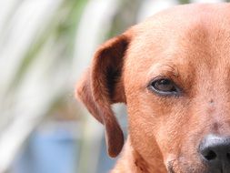Half face of the beautiful, red dog head on blurred background