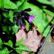bumble bee on flower of Pulmonaria, lungwort