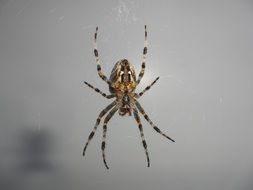 colored spider insect close-up on blurred background