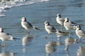 seabirds in their natural habitat