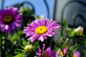 purple daisies on the lawn