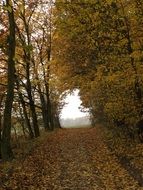 fallen leaves on path in autumn forest