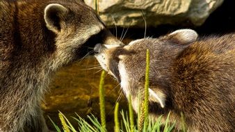 raccoons in wildlife