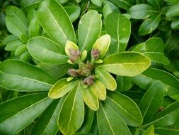 choisya ternata is a flowering plant