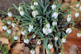 snowdrop blossoms in spring