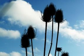 thistles in blue sky scene