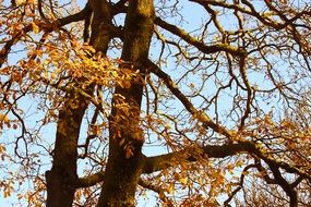 orange leaves on a mighty tree