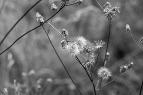 meadow idyll rest flower grass black and white view