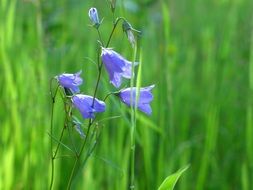 wild flowers in a green field
