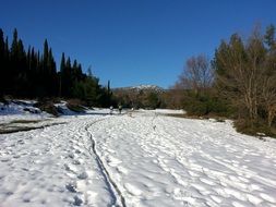 snow path in a clearing among the trees on a sunny day