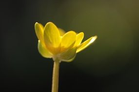 little yellow flower close-up on a blurred background