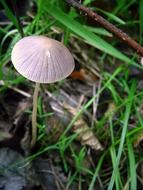 grey and white mushrooms