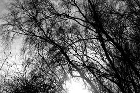 tree crowns in black and white background