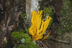 toxic yellow mushroom in forest