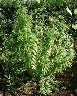 verbena bush