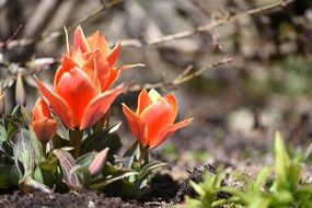 orange tulips in spring garden