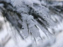 winter magic on a plant close-up