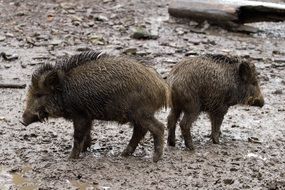 wild boars on the ground in the forest