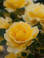 bush of yellow roses close up on a blurred background