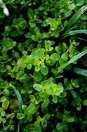 extraordinary beauty plant