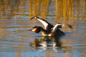 waterfowl in pond