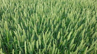 Photo of Green cornfield