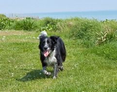 most beautiful collie dog