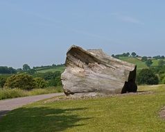 tree stub in the garden