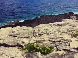 flowering plants on coastal stones