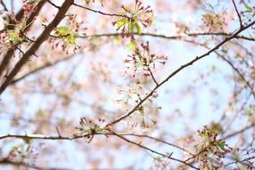 cherry blossom on branches in the forest close-up on blurred background