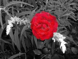 red rose on a bush in monochrome image