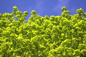 light green foliage against a blue sky