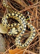 snake with yellow spots among dry twigs