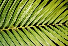 green beautiful palm plant leaf