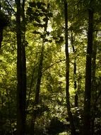 wonderful back light trees