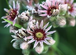 wild flowers in the park
