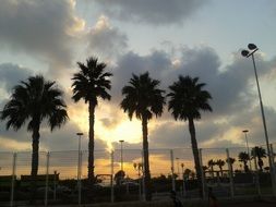 Palm trees in the sunset time