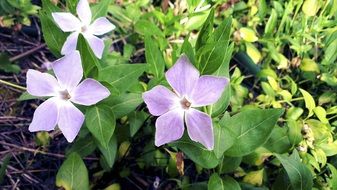 wild flower in the grass